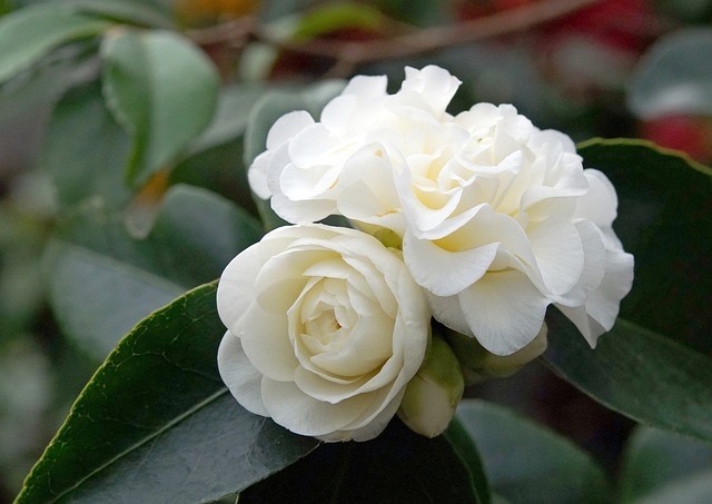 Máte květiny ve skleníku?